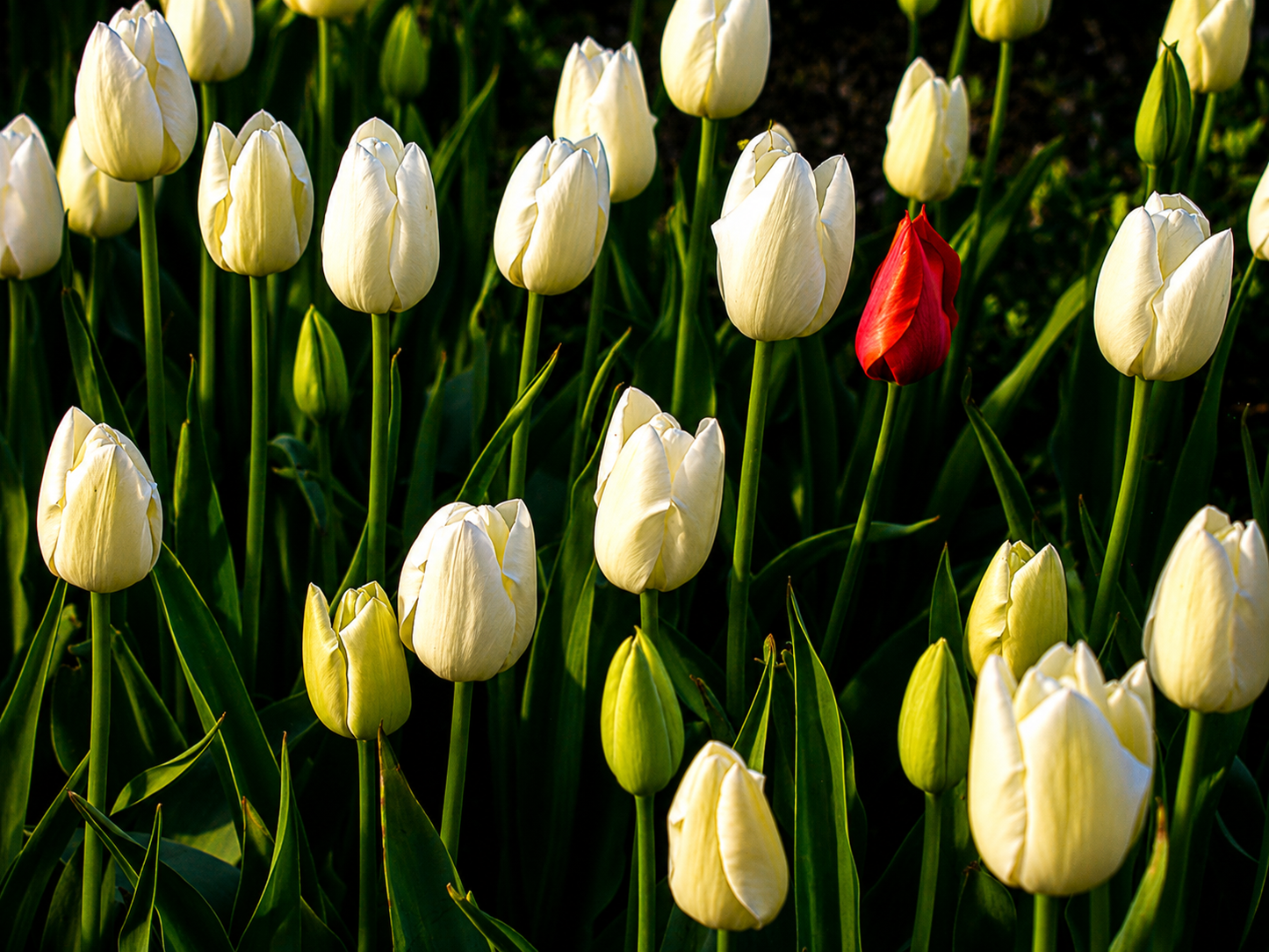 In Bloom