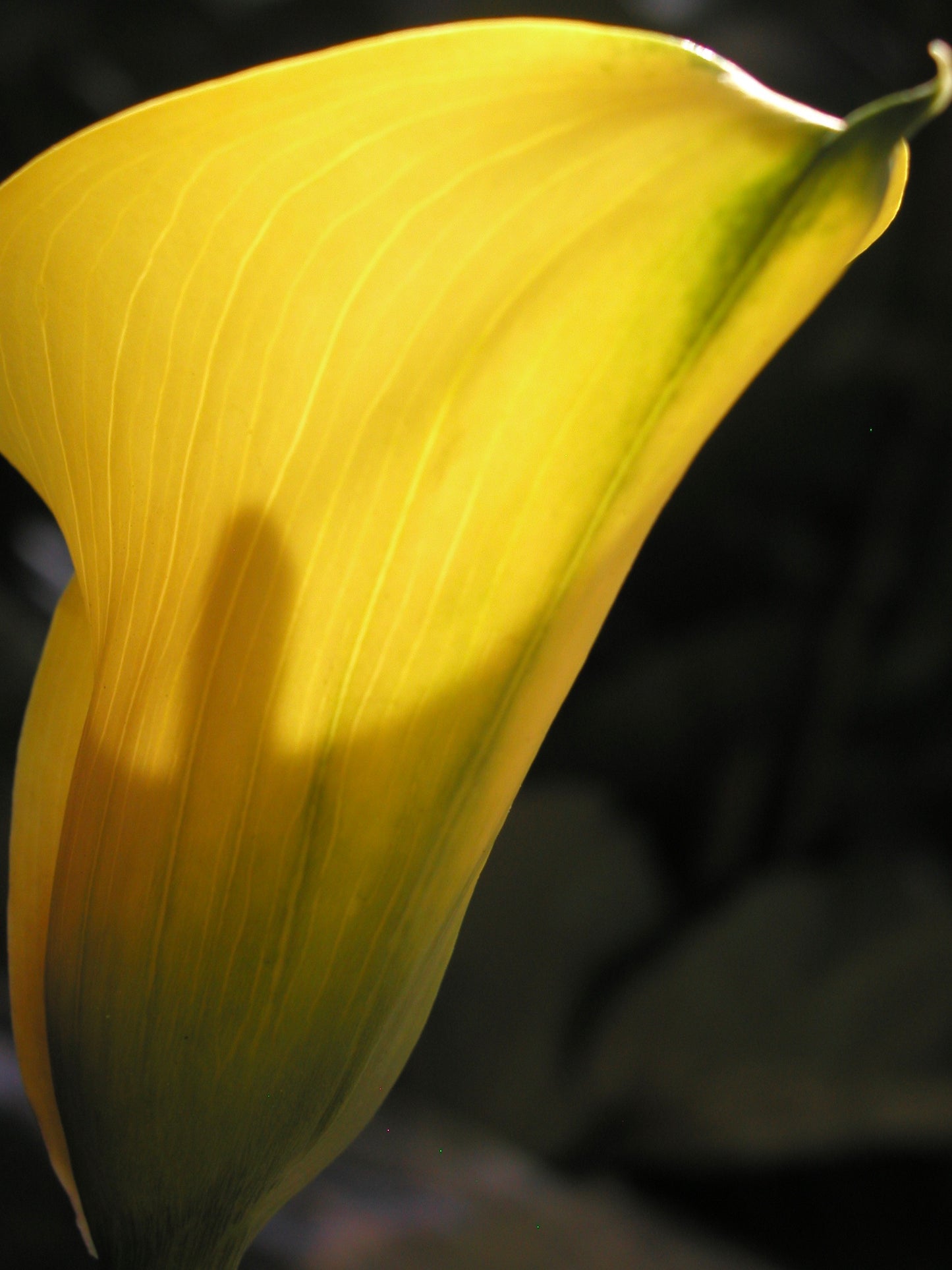 In Bloom